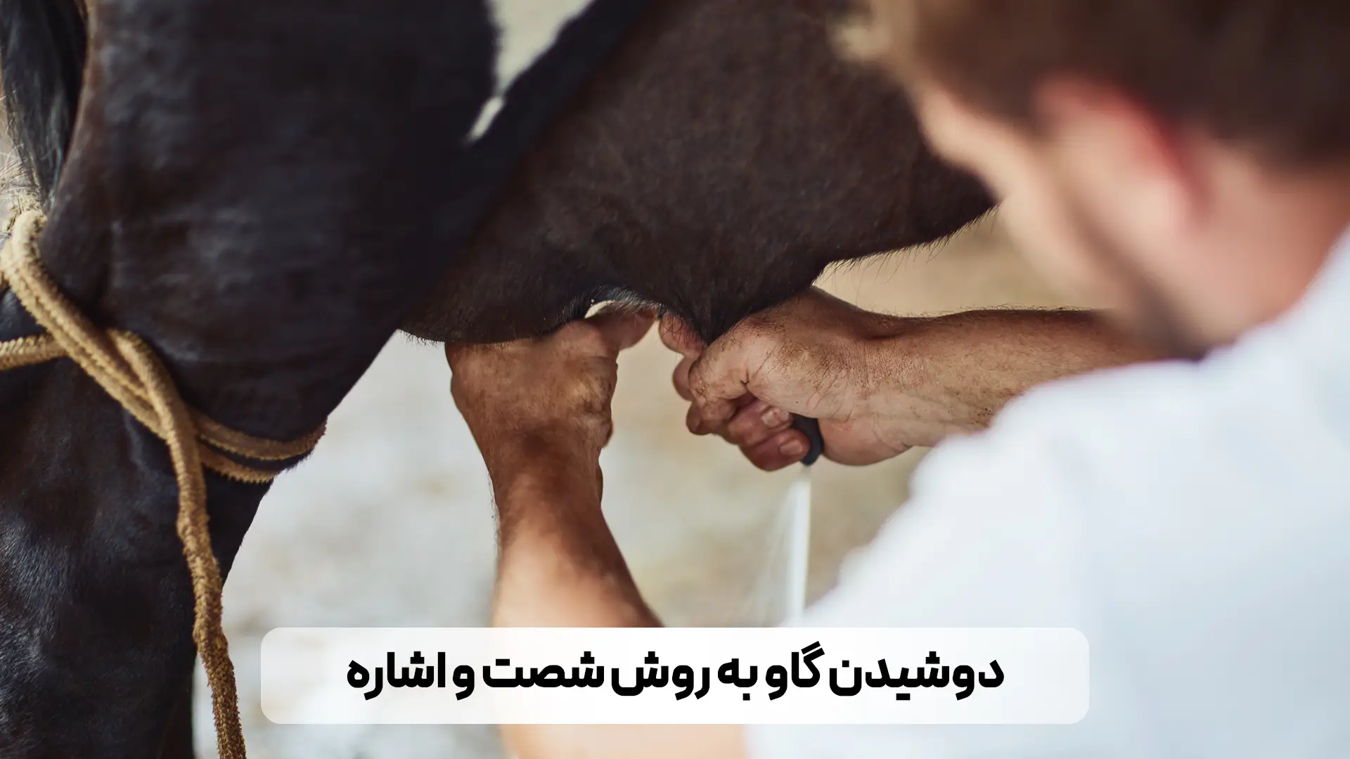 آموزش روش های دوشیدن شیر گاو