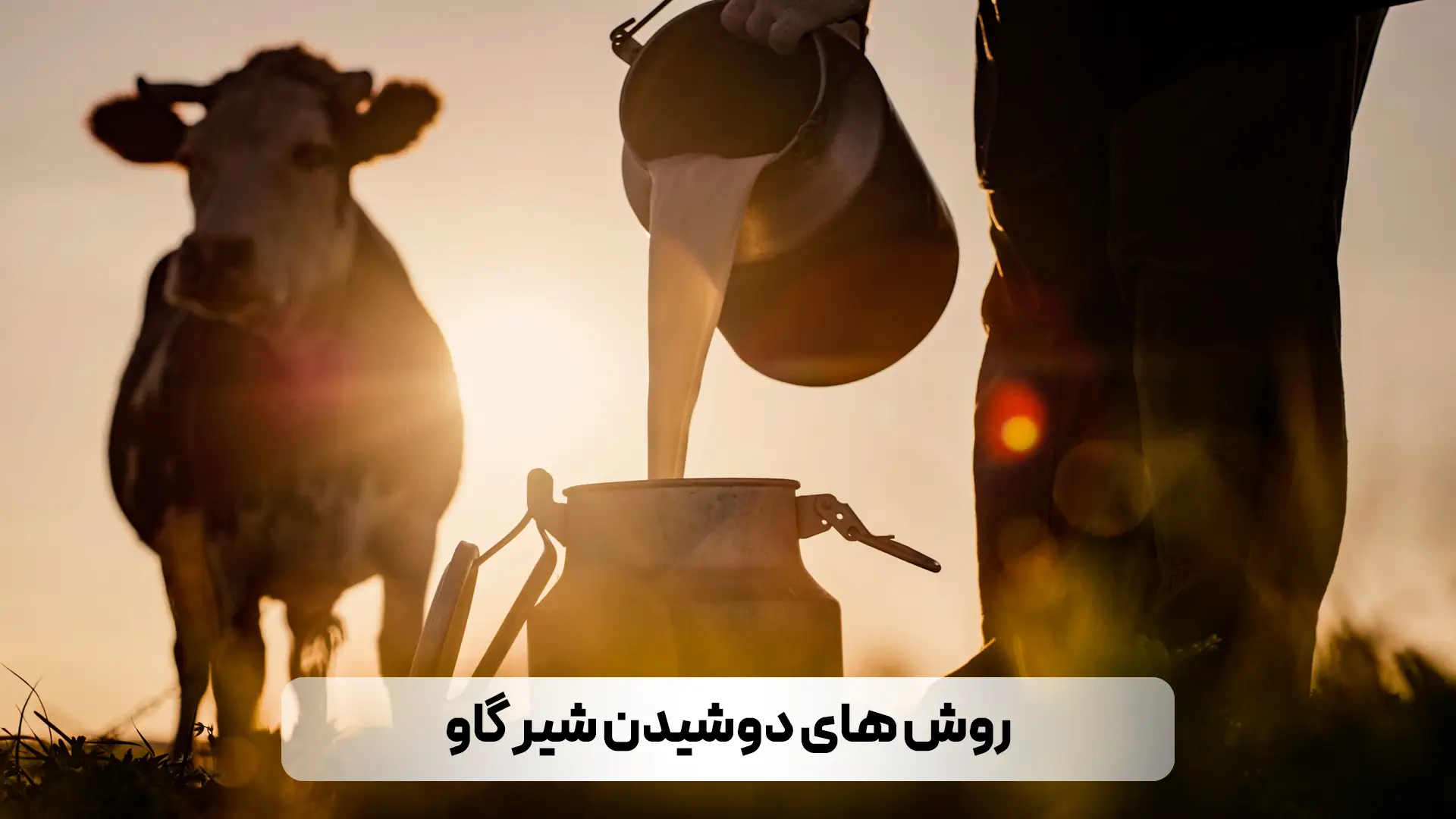 آموزش روش های دوشیدن شیر گاو
