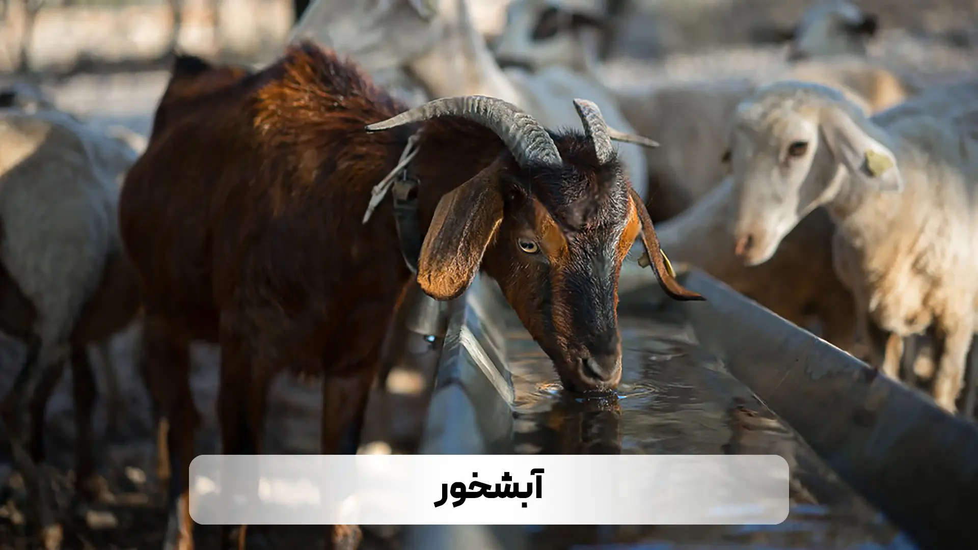 معرفی لوازم و تجهیزات مورد نیاز برای پرورش بز