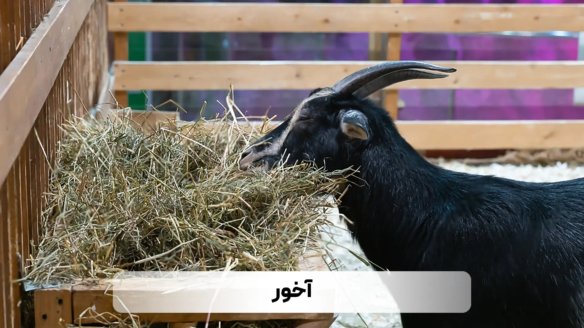 معرفی لوازم و تجهیزات مورد نیاز برای پرورش بز